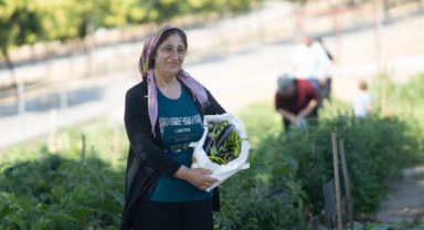 Mahalle bostanında hasat zamanı