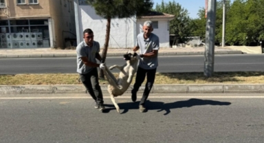 Resmi Gazete beklenmedi bile... 'Katliam yasası' yürürlükte