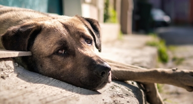 Sokak hayvanlarına yönelik kanun teklifi TBMM'ye sunuldu