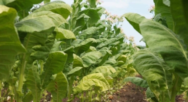 Tütün sektörü 6 ayda 451 milyon dolar ihracat gerçekleştirdi