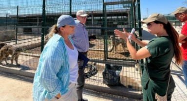 Yangın nedeniyle 335 hayvan koruma altına alındı 