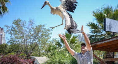 Yaralı leylek iyileşti, özgürlüğe kanat çırptı