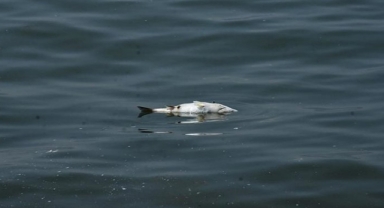 AK Partili Kişili'den 