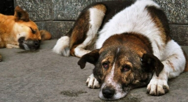 Bakan Yumaklı, katliam yasasını savundu