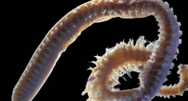 Bilim insanları yeni deniz canlısı türleri tanımladı 