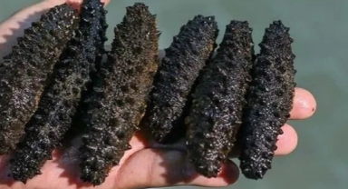 Çeşme Çevre Derneği’nden “deniz patlıcanı” uyarısı: “Balık popülasyonu tamamen düşecek” 