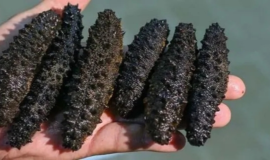 Çeşme Çevre Derneği’nden “deniz patlıcanı” uyarısı: “Balık popülasyonu tamamen düşecek”