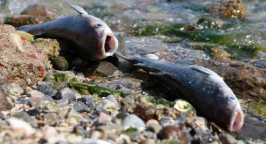 ÇMO'dan İzmir Körfezi çıkışı: 