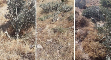 Enerji santrali için zeytin ağaçları kesildi: Şirket,