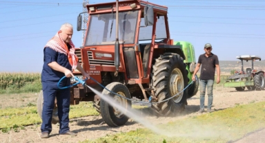 Hasatta başkan var! Üzüm kesti, yıkadı, serdi... 