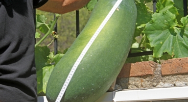 Huzurevinin bahçesinde yetiştirdi! Görenler hayrete düşüyor 