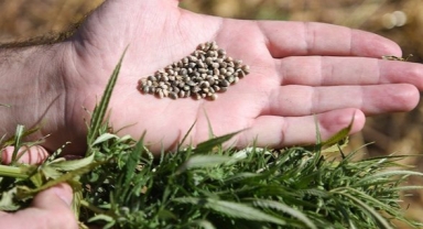 İlk izinli ve kontrollü kenevir hasadı İzmir'de başlıyor 