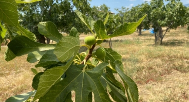 İncirde ekşilik böceği ile doğal mücadele