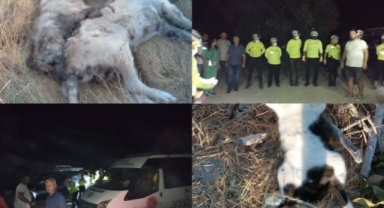 İzmir’de 5 köpek ile 6 kedi zehirlenerek öldürüldü