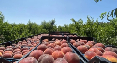 İzmir'de yetişiyor, Ruslar kapış kapış alıyor! 