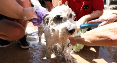 Karşıyaka can dostlara sahip çıkıyor