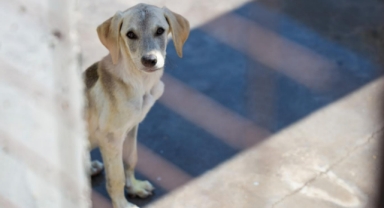 Karşıyaka’da yangından kurtarılan can dostlar emin ellerde 