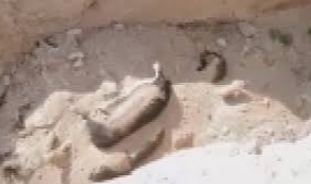 Niğde’de köpek katliamı iddiası