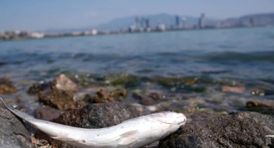 Ölü balık kokusu, balık avına engel olmadı!