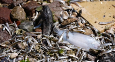 Tarım ve Orman Müdürlüğü’nden “balık ölümü” açıklaması 