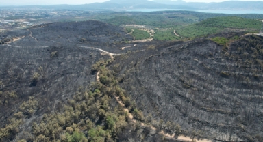 Urla küllerinden doğacak: Meclisten Başkan Balkan'a ağaçlandırma yetkisi