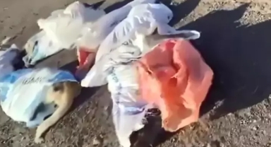 Vahşet dalgası yayılıyor: Edirne'de çuval içinde köpek cesetleri bulundu