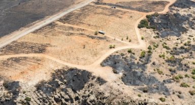 Yangından etkilenmişlerdi... 15 bin ağaç tedavi edilecek! 