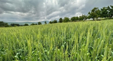 Manisa'da hayvan üreticilerine yem bitkisi tohumu desteği