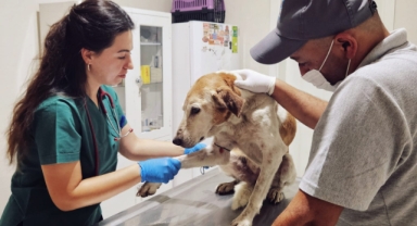 Narlıdere Belediyesi'nde sokak hayvanları için hummalı çalışma