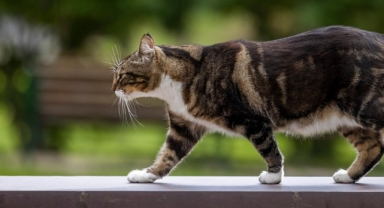 Soruşturma başlatıldı: Bacakları kesilmiş kedi cesedi bulundu! 