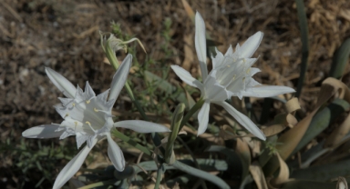 Urla'da kum zambaklarına hayat veren etkinlik