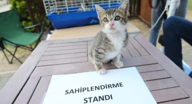 Can dostlar ‘Patifest’te yeni yuvalara kavuşacak