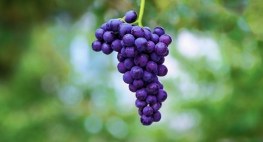 Festival şehre geliyor... Karabağlar Kavacık Karnavalı İzmir’de! 