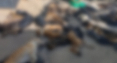 Gebze Belediyesi'nden hayvan katliamına ilişkin açıklama!