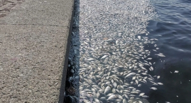 İzBB’den İzmir Körfezi hamlesi: “Çalıştay yapacağız”