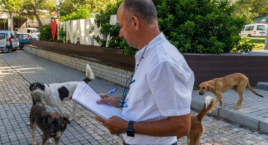 İzmir’de sahipsiz köpeklerin sayımı başladı