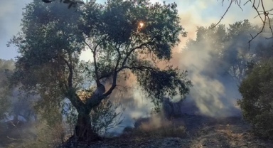 İzmir'in Ödemiş ilçesinde yangın!