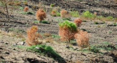 Karşıyaka Kent Ormanı’na can suyu: Yanan orman alanı yeniden yeşilleniyor...