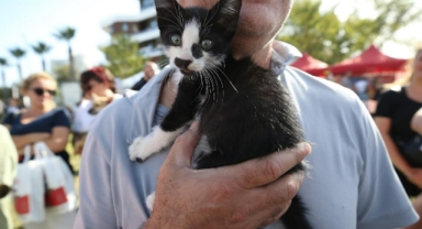 Kısırlaştırma hizmetlerinde online randevu dönemi