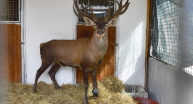 Yaralı geyik İzmir Doğal Yaşam Parkı’nda tedavi ediliyor