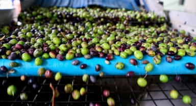 Bornova’da zeytin üreticilerine lojistik destek