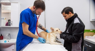 Büyükşehir'den can dostlara ücretsiz kısırlaştırma! 