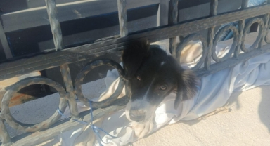 Kafası demir parmaklıklara sıkışan köpek itfaiye tarafından kurtarıldı