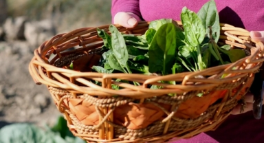 Kent Bostanı’nda ilk hasat gerçekleşti