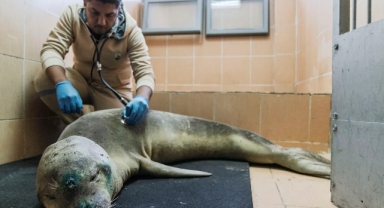 Tedavisi tamamlanan Akdeniz foku mavi sularla buluştu