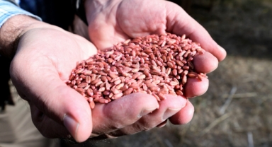 Üreticiye destek için buğday ekimi yapıldı