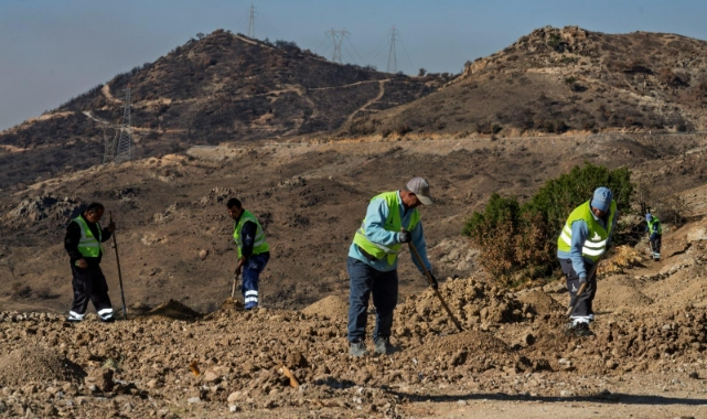 Yanan araziler bal ormanıyla küllerinden doğuyor