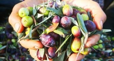 Zeytinde kalite kaybının önüne geçiliyor