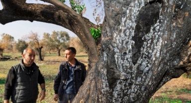Büyükşehir'den yanan zeytin ağaçlarını yaşatmak için hamle: Zeytin ağaçları küllerinden doğacak 