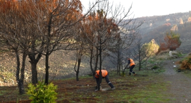 Çiğli Belediyesi orman yangınının izlerini silmek için seferber oldu